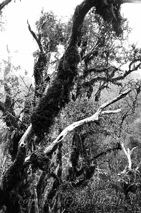 Forest near Franz Josef Glacier 00580023.JPG - Kodak TriX 400 film